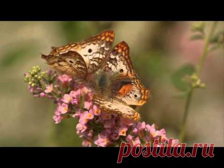 Красивая природа.  Бабочки - YouTube