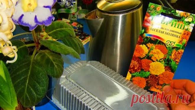 Посев Бархатцев с кипятком! Всхожесть 100% !