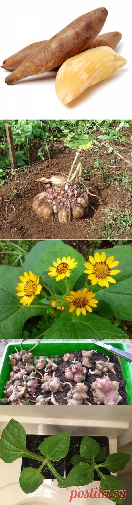 Якон что это такое за овощ где его применяют и как выращивать