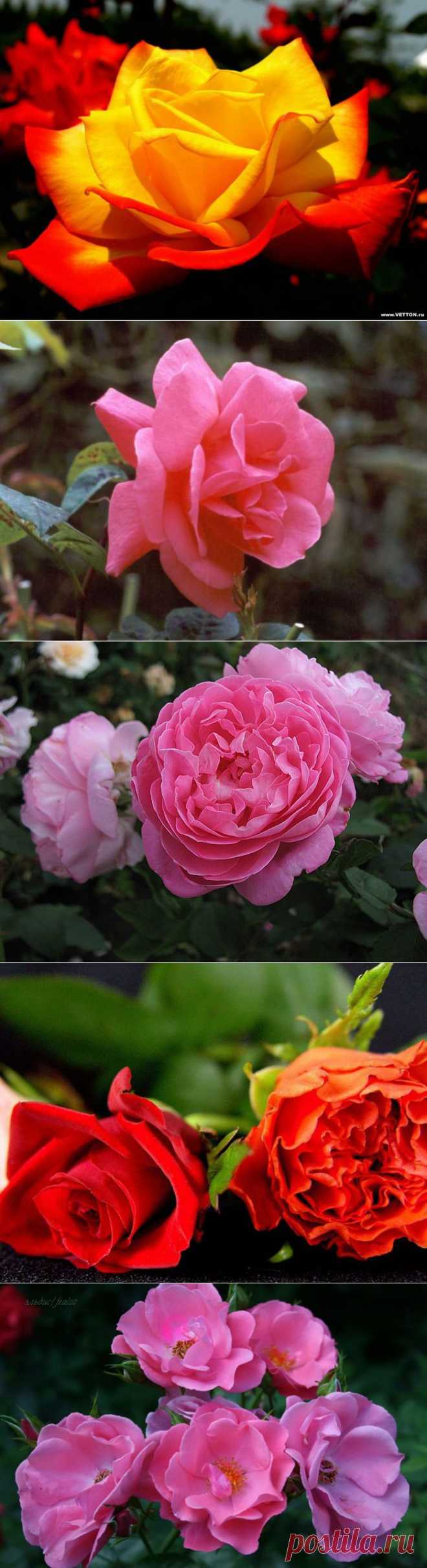 РОЗЫ ПАМЯТИ ЦВЕТЫ,УДИВИТЕЛЬНО КРАСИВЫ...