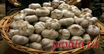 Варианта Б нет вот как положено хранить чеснок! Чтобы он не высох, не скукожился и сохранил всё свое добро