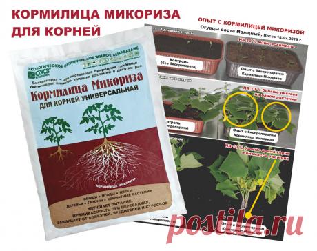 ФИТОСПОРИН – ДЯДЬКА ЧЕРНОМОР, А ГДЕ 33 БОГАТЫРЯ?