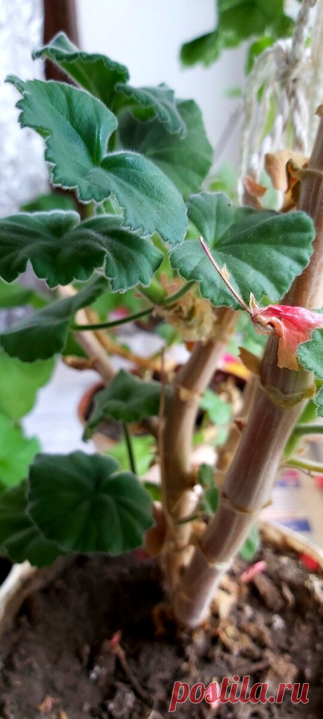 Про герань, которая скучала и не хотела жить | МНОГОГРАННИК | Яндекс Дзен