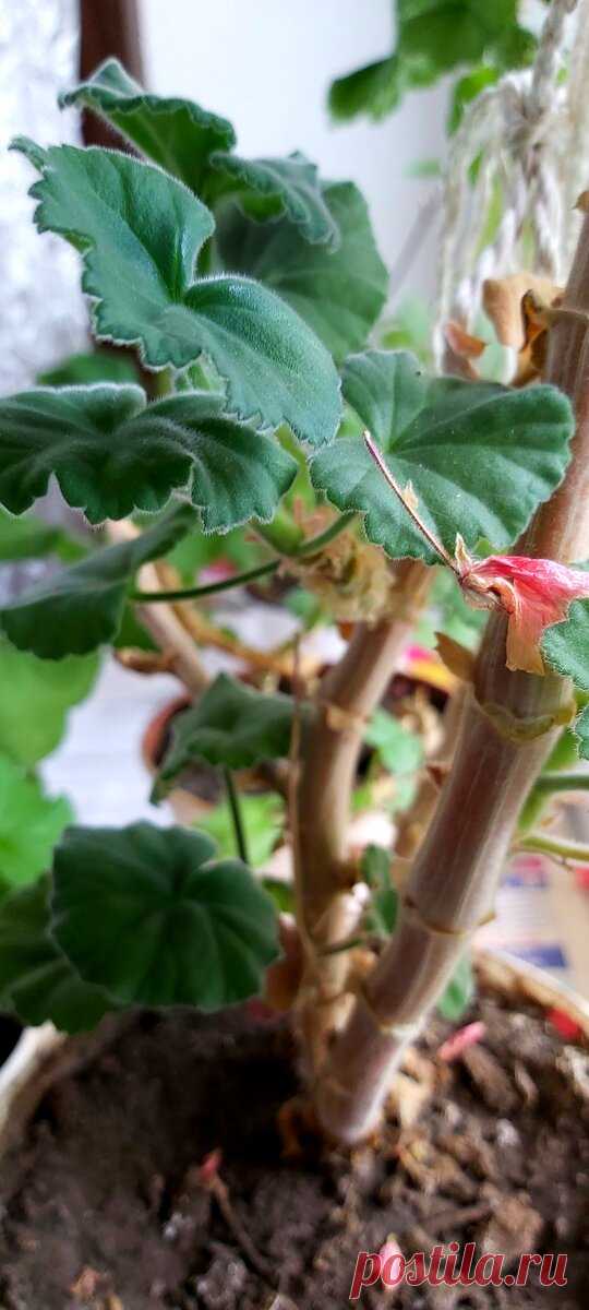 Про герань, которая скучала и не хотела жить | МНОГОГРАННИК | Яндекс Дзен