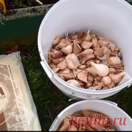 Посадка чеснока. Мой проверенный способ!