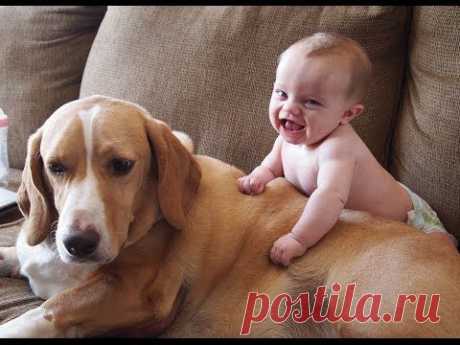 Cute Cats and Dogs Love Babies Compilation 2014 [NEW HD] - YouTube