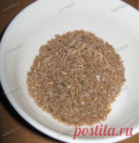 Технология проращивания Полба для проращивания. Применив описанные  в этой статье правила проращивания, Вы можете быть уверены, что уже на следующий день Вас порадуют молодые, сочные росточки.