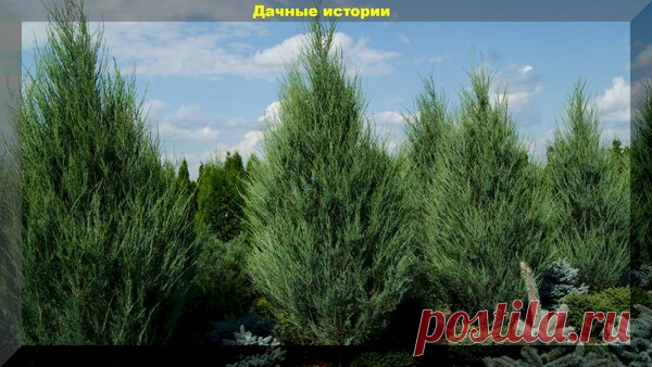 Можжевельник — может расти там, где не вырастет даже сорняк. | Блоги о даче, рецептах, рыбалке
#Садидача, #Ландшафтныйдизайн, #Участок, #Растения, #Деревья, #Хвойныедеревья

Можжевельник скальный Скайрокет (Juniper scopulorum Skyrocket) Можжевельник скальный Скайрокет (Juniper scopulorum Skyrocket)
Здравствуйте, дорогие друзья. Приветствую вас на канале «Дачные истории». Сегодня, у нас очередная интересная тема, посвященная очень интересному, хвойному, вечнозеленому растению-можжевельник...