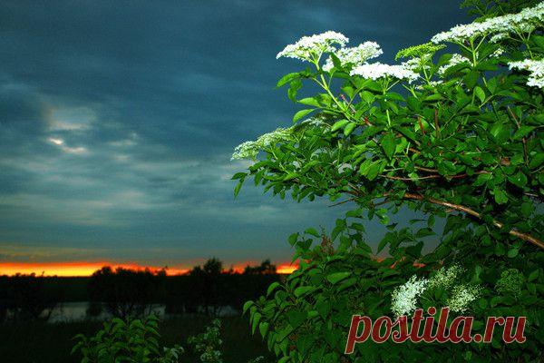 Природа, животные и птицы | Фотографии Александр Пехов | 390 фото