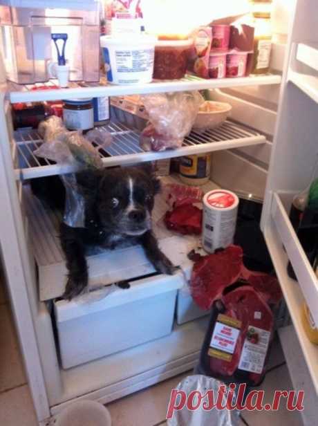 18 животных, которые не ждали, что хозяин придет так рано