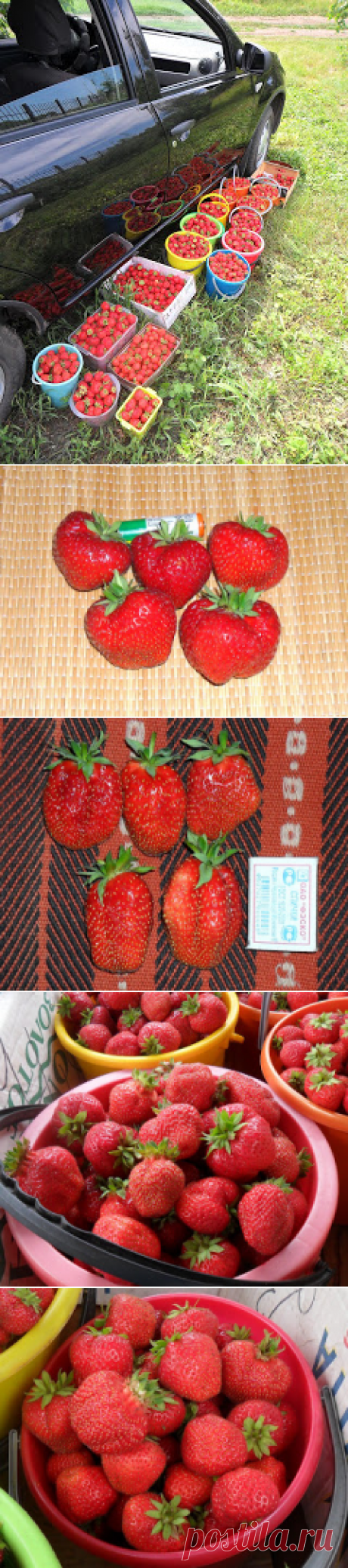 Вкусный Огород: Клубника на моей даче, май - октябрь, фото