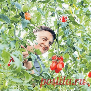 Расти, томат, мясист и богат! 5 правил для получения вкусных помидоров