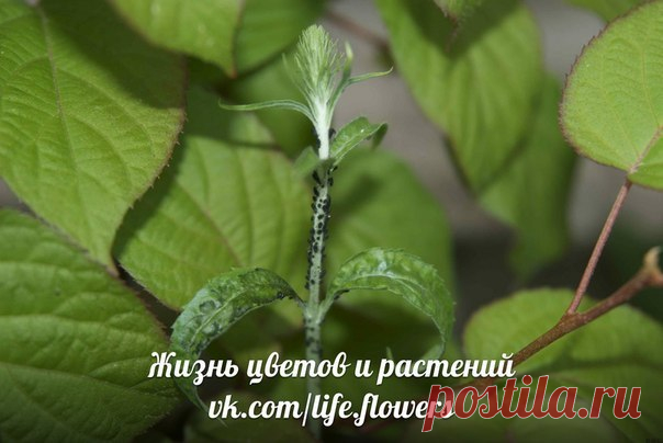 🐞 Вредители растений.