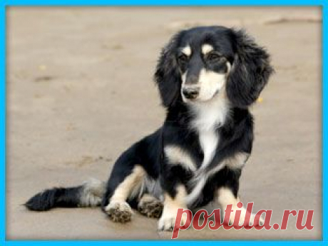 Пропала собака | СЗАО-ИНФО