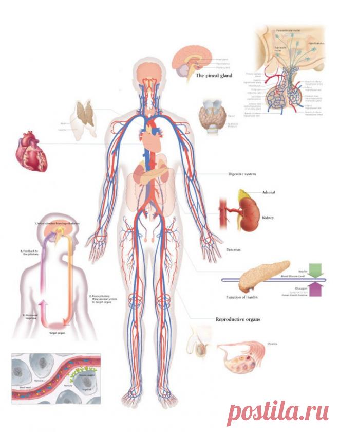 Советы по улучшению гормонального здоровья / Будьте здоровы