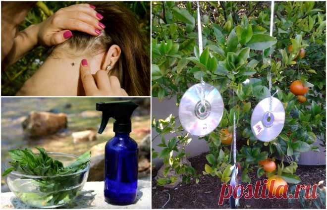 15 простых способов эффективной защиты от вредных и назойливых насекомых | Милая Я Доступные и эффективные средства борьбы с насекомыми. Насекомые могут быть очень назойливы и даже опасны. В традиционном познавательном обзоре, на конкретных примерах, попытаемся разобраться, как бороться с их нашествие в этом сезоне. Некоторые из здешних советов, определенно, пригодятся каждому человеку. 1. Отпугнуть мух Средство для отпугивания мух. Несколько ненужных компакт-дисков, подве...