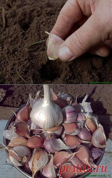Как правильно сажать чеснок | Азбука садовода