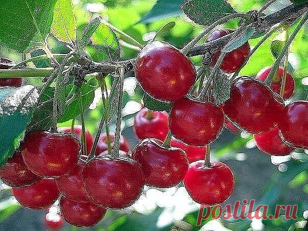 #ОвощеводствоПарники

Эти подкормки многократно увеличат урожай вишни!

Подкормка весной — зола, по литровой банке, по влажной почве, по периметру кроны, 1 столовая ложка мочевины и 2 столовые ложки бесхлорного калия (при подкормке хлористым калием сбросит листья) на 10 л воды (не менее 3 — 4 ведер на растение). Можно заменить калийной селитрой (2 столовые ложки). Во время интенсивного роста завязей следует опрыскать по листьям раствором микроэлементов. Кроме того, нужна е...