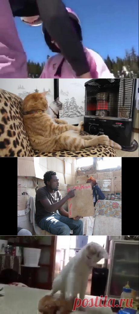Коты могут делать все, что угодно