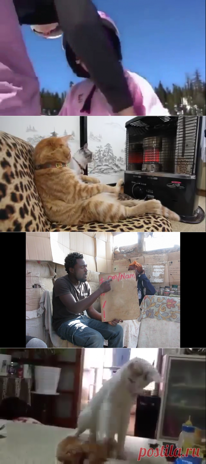 Коты могут делать все, что угодно