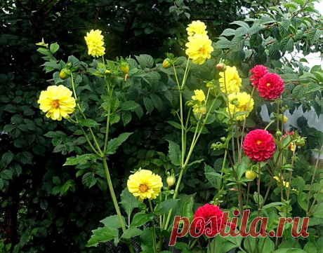 С чем посадить георгины, чтобы было красиво. Мои планы и идеи на лето (много фото) | Сибирский сад | Яндекс Дзен