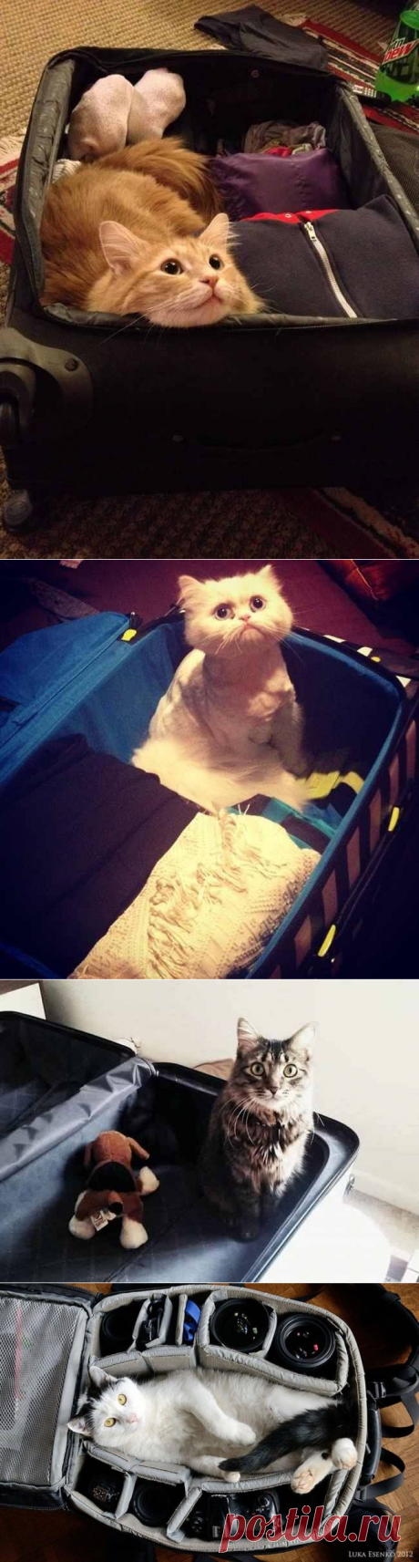 20 животных, которые не верят, что мы собираемся уехать без них