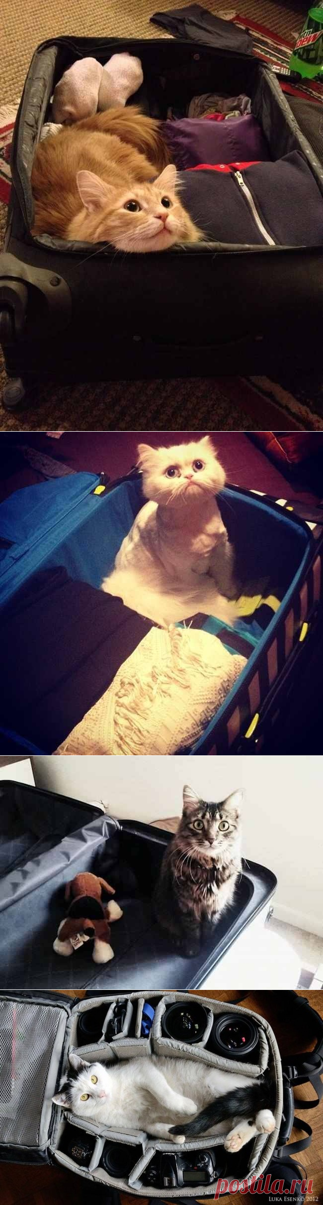 20 животных, которые не верят, что мы собираемся уехать без них