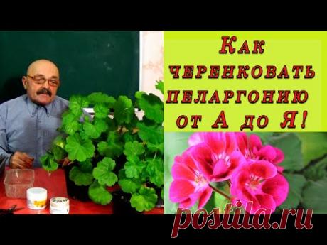 Готовим пеларгонию  к весне  - двойная польза!