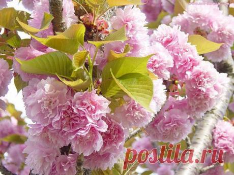 Мохнатые цветочки