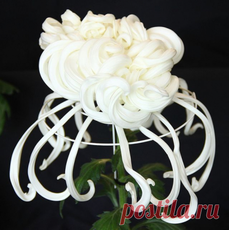 Japanese Chrysanthemum--brought to Japan by Buddhist monks ... | Flow…