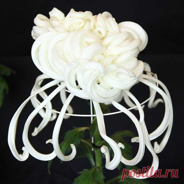 Japanese Chrysanthemum--brought to Japan by Buddhist monks ... | Flow…