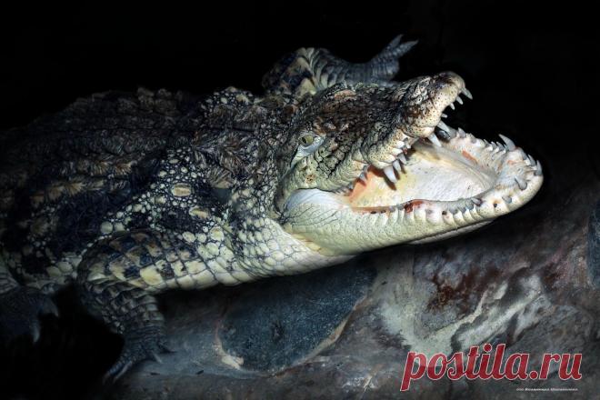 Нильский крокодил во всех своих природных страстях. Что тут еще скажешь ?