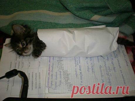 Не давал писать курсовую...