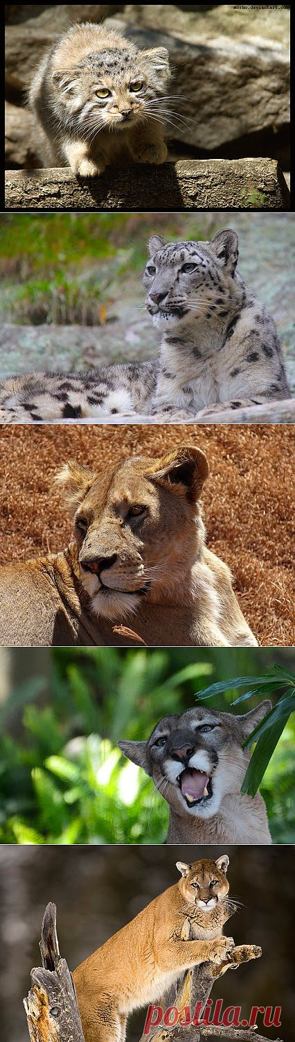 Николай Кедр – Google+