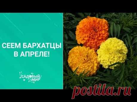 Сеем бархатцы в апреле!