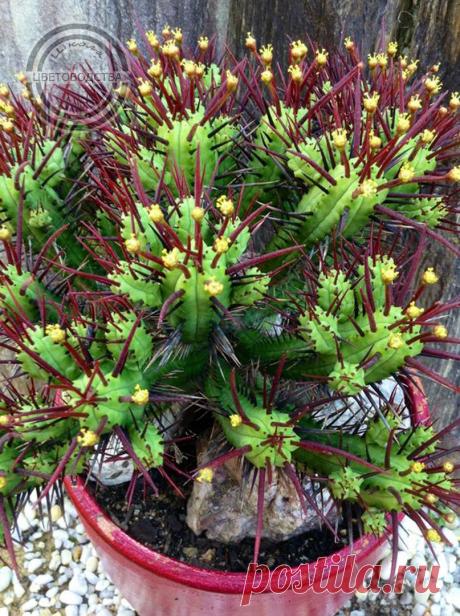 Школа Цветоводства | Цветы Растения