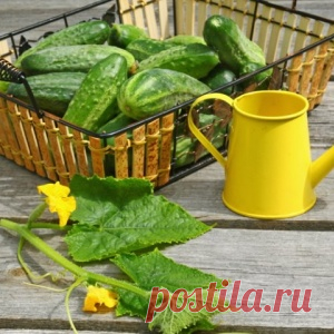 Чем подкормить огурцы для хорошего роста