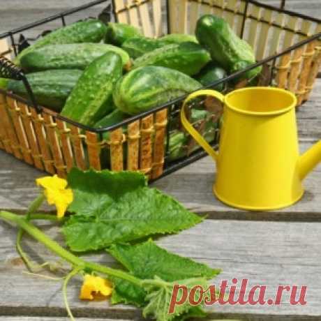 Чем подкормить огурцы для хорошего роста