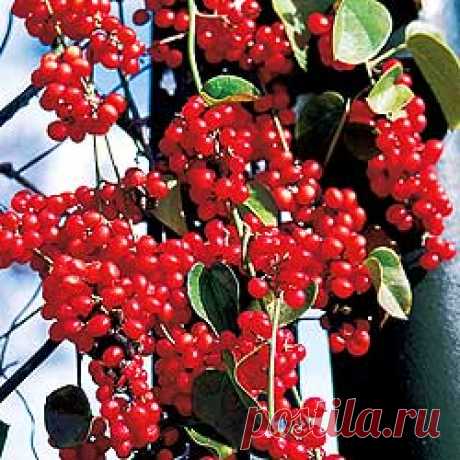 ЛИМОННИК КИТАЙСКИЙ (Schisandra chinensis)