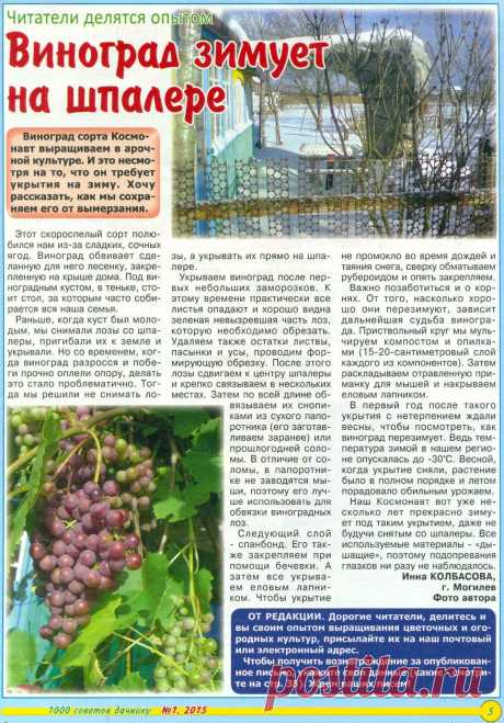 Виноград зимует на шпалере