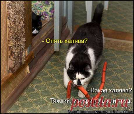 Кошки | Записи в рубрике Кошки | Дневник Еленаско