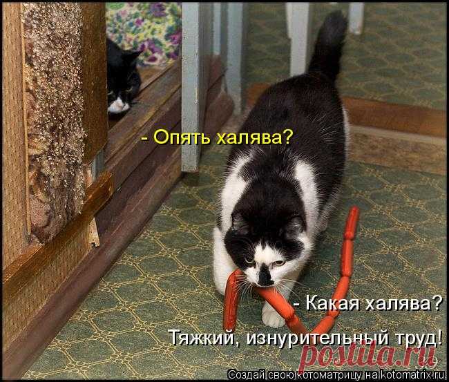 Кошки | Записи в рубрике Кошки | Дневник Еленаско