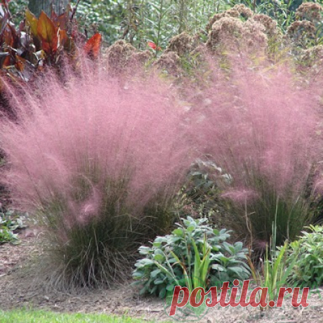 Полевичка видная, Эрагростис (Eragrostis spectabilis) описание, цена в Украине