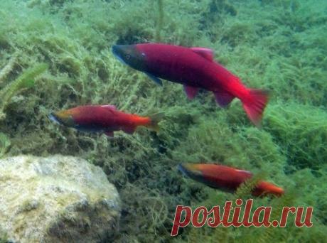 Животные с суперспособностями | Ультрамарин