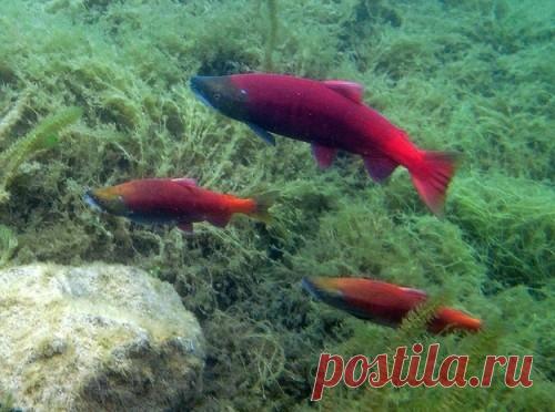 Животные с суперспособностями | Ультрамарин