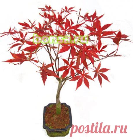 Клен красный