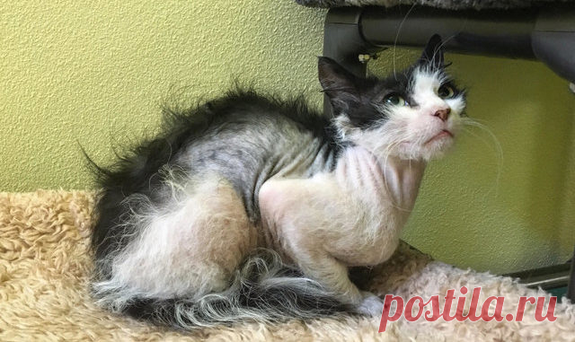 «Какой же он странный!» — думали все. Но нелюдимый котик с облезлой шерстью вовсе не был болен! – Лап-Ушки.com – любимые животные