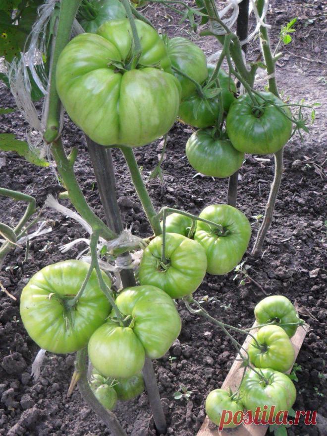 Выращивание помидоров в открытом грунте. Часть 2. | Мой сад-огород

Уход за помидорами на протяжении всего сезона большого труда не представляет — регулярные поливы (1-2 раза в неделю), рыхления, прополки, в июне и июле подкормки раствором куриного помета (1 к 15) из расчета одно ведро (10л) на 10-12 кустов.