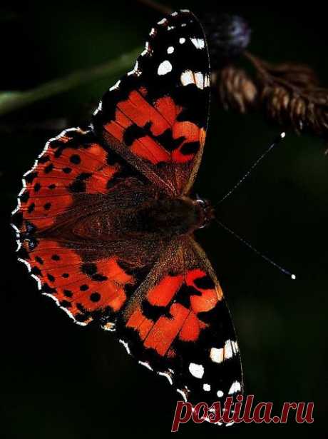 The Painted Lady (by SNAPDECISIONS) | ali di farfalle
