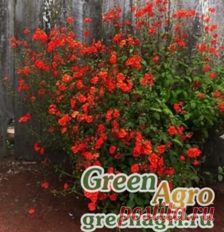 Купить Семена Алонсоя меридиональная (Alonsoa meridionalis) 1 гр., купить по НИЗКОЙ цене со СКИДКОЙ и доставкой по Пензе и России, Отзывы, регламент применения: Звоните сейчас: ☎ 8(8412)25-10-16